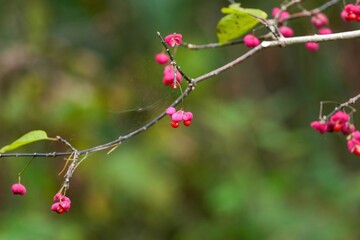 グリーンバックに見るきれいに色づいたマユミの実