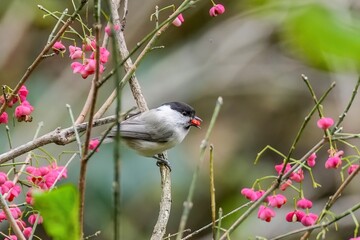 きれいに色づいたマユミの実を食べるコガラ