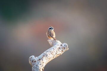 北海道の10月、ホオジロの秋。