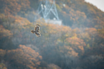 北海道の10月、ノスリの渡り。