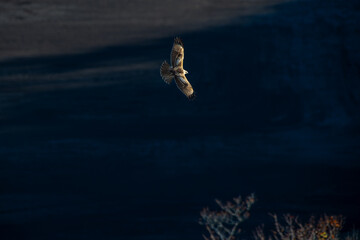 北海道の10月、ノスリの渡り。