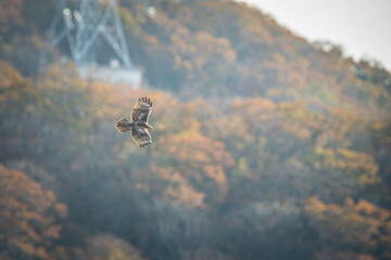 北海道の10月、ノスリの渡り。