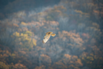 北海道の10月、ノスリの渡り。