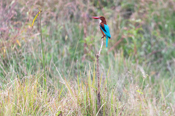 A white throated kingfisher searching for prey