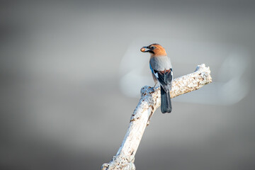 北海道の10月、ミヤマカケスの秋。
