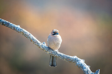 北海道の10月、ミヤマカケスの秋。
