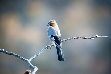 北海道の10月、ミヤマカケスの秋。
