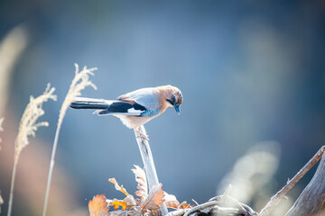 北海道の10月、ミヤマカケスの秋。
