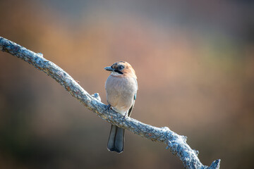 北海道の10月、ミヤマカケスの秋。
