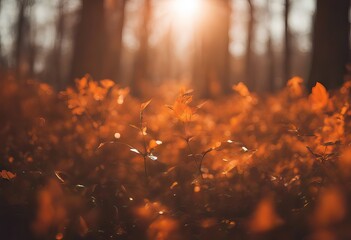 Blurred sun background stock photoBackgrounds, Autumn, Defocused, Orange Color, Abstract