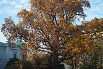 autumn in the park