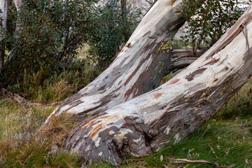 Wolgan Snow Gum (Eucalyptus gregsoniana), Kosciuszko National Park, NSW, Australia