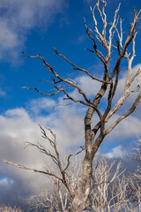 Obraz premium Dead Snow Gums At Kosciuszko National Park, Nsw, Australia