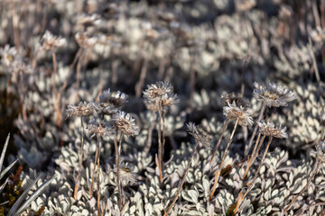 Alpine Wild Flowers Kosciuszko National