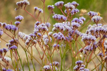 Delicate purple flowers in field on summer day