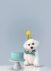 Birthday Party time dogs and cakes, cupcakes, and candy