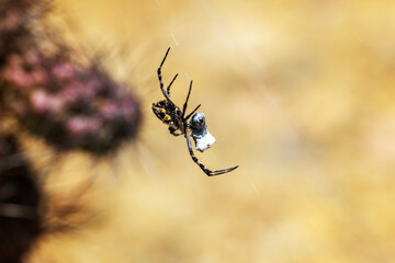 Deadly spider spinning web around captured insect.