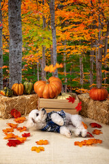 Cute Autumn time dogs with brightly colored leaves in the Fall