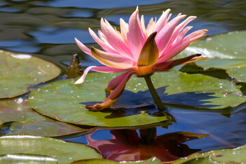 Aquatic water lilies in pond