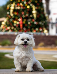 Dogs posing with Christmas tree in background