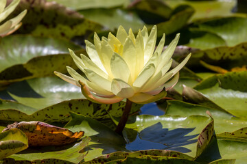 Aquatic water lilies in pond