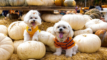 Cute dogs with Fall Harvest Pumpkin Patches