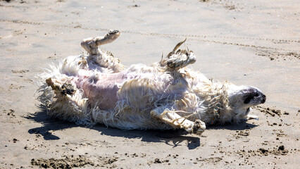 Dogs having fun at the sandy beach at the ocean