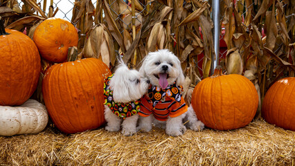 Cute dogs with Fall Harvest Pumpkin Patches