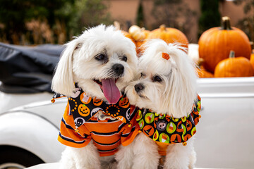 Cute dogs with Fall Harvest Pumpkin Patches
