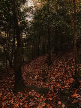 autumn in the forest