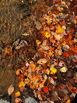 fallen autumn leaves