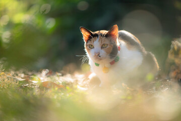 Cute cat sitting in the garden with bokeh background.