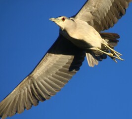 Black-crowned Night Heron in Flight 