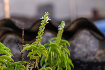 Basil plant growing in the garden. Selective focus on the flower.