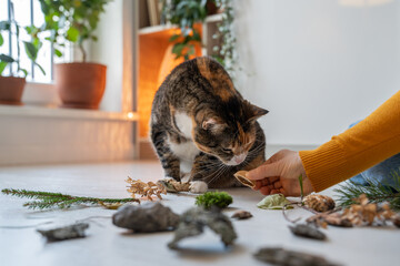 Curious cat sniffing natural object proposed by pet owner. Moss, twig, stone brought from park, used for domestic animal dementia prevention, training, enrichment of mental activity lying on floor