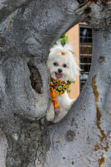 Happy Puppy in tree