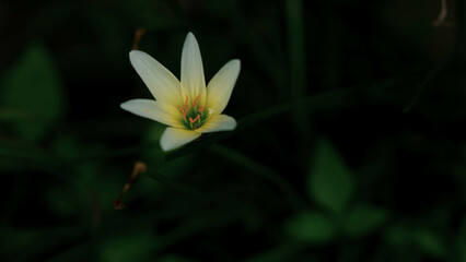 Fototapeta premium bee on yellow flower
