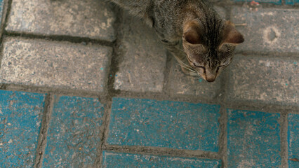 close up of a wall and cat