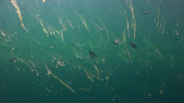 Camera shows large green algae in the water. They look like brush strokes yellow on green canvas for painting