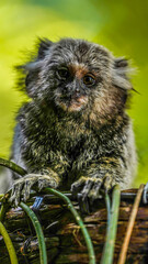 Monkey 