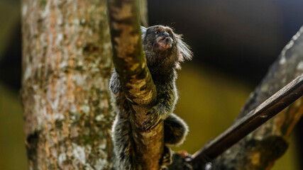 Monkey 
