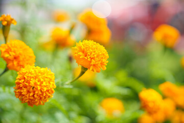 marigold flowers in morning time