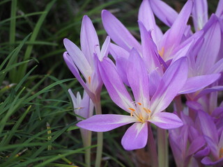 ピンクの花　コルチカム