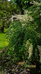 Fototapeta premium green moss on the wall