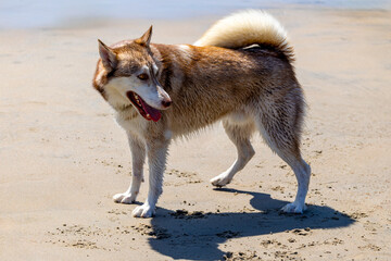 Dogs having fun at the sandy beach at the ocean