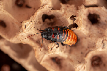 Madagascar Hissing Cockroach close-up. Exotic pet, tropical insect.