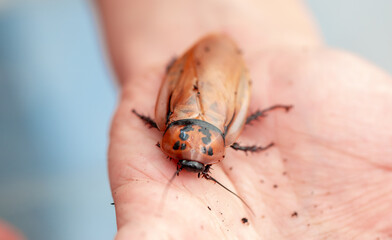 Madagascar Hissing Cockroach. A cockroach sits on a man's hand close-up. Exotic pet, tropical...