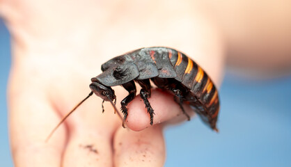 Madagascar Hissing Cockroach. A cockroach sits on a man's hand close-up. Exotic pet, tropical...