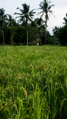 rice field at sunset
