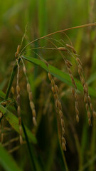rice field at sunset
